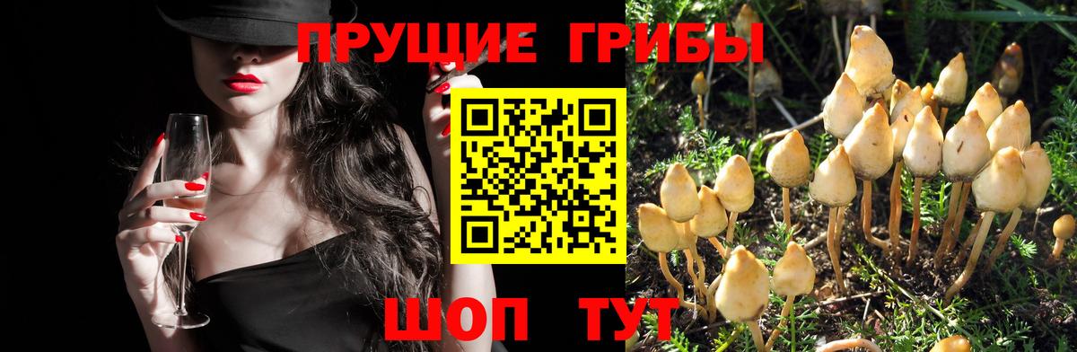 Темрюк  Псилоцибиновые грибы ЛСД  Вход с VPN 